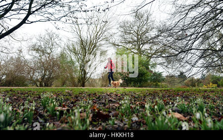 Oxford, UK. 29. Januar 2017. Großbritannien Wetter. Menschen Sie Übung die und gehen Sie ihre Hunde am University Parks in Oxford, sogar mit dem grauen Wetter und leichten Nieselregen. Schneeglöckchen beginnen, trotz der letzten Wochen Temperaturen unter dem Gefrierpunkt zu blühen. Bildnachweis: Sidney Bruere/Alamy Live-Nachrichten Stockfoto