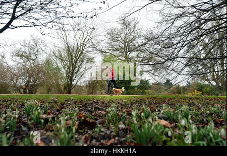 Oxford, UK. 29. Januar 2017. Großbritannien Wetter. Menschen Sie Übung die und gehen Sie ihre Hunde am University Parks in Oxford, sogar mit dem grauen Wetter und leichten Nieselregen. Schneeglöckchen beginnen, trotz der letzten Wochen Temperaturen unter dem Gefrierpunkt zu blühen. Bildnachweis: Sidney Bruere/Alamy Live-Nachrichten Stockfoto