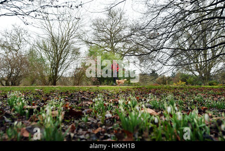 Oxford, UK. 29. Januar 2017. Großbritannien Wetter. Menschen Sie Übung die und gehen Sie ihre Hunde am University Parks in Oxford, sogar mit dem grauen Wetter und leichten Nieselregen. Schneeglöckchen beginnen, trotz der letzten Wochen Temperaturen unter dem Gefrierpunkt zu blühen. Bildnachweis: Sidney Bruere/Alamy Live-Nachrichten Stockfoto