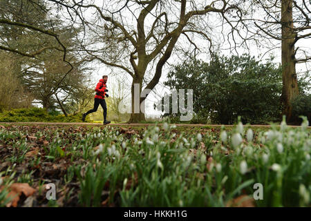 Oxford, UK. 29. Januar 2017. Großbritannien Wetter. Menschen Sie Übung die und gehen Sie ihre Hunde am University Parks in Oxford, sogar mit dem grauen Wetter und leichten Nieselregen. Schneeglöckchen beginnen, trotz der letzten Wochen Temperaturen unter dem Gefrierpunkt zu blühen. Bildnachweis: Sidney Bruere/Alamy Live-Nachrichten Stockfoto