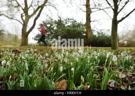 Oxford, UK. 29. Januar 2017. Großbritannien Wetter. Menschen Sie Übung die und gehen Sie ihre Hunde am University Parks in Oxford, sogar mit dem grauen Wetter und leichten Nieselregen. Schneeglöckchen beginnen, trotz der letzten Wochen Temperaturen unter dem Gefrierpunkt zu blühen. Bildnachweis: Sidney Bruere/Alamy Live-Nachrichten Stockfoto