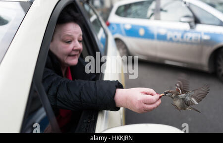 Berlin, Deutschland. 29. Januar 2017. Ein Taxifahrer speist ein Spatz am Hauptbahnhof in Berlin, Deutschland, 29. Januar 2017. Foto: Jörg Carstensen/Dpa/Alamy Live News Stockfoto