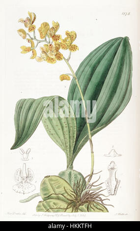 Eine botanische Illustration aus *Edwards's Botanical Register* mit *Bifrenaria aurantiaca* (jetzt als *Rudolfiella aurantiaca* klassifiziert). Das Bild zeigt die zarte Struktur und die lebendige Farbe dieser Orchideenart. Stockfoto