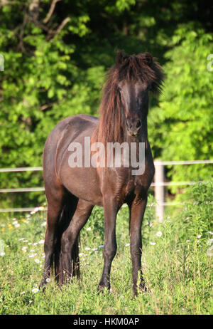 Eine atemberaubende schwarze Islandpferd Stutfohlen steht stolz im Sommerweide Stockfoto