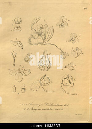 Das Bildmaterial aus Xenia Volume 3, Registerkarte. 289 mit Orchideen aus Bifrenaria clavigera und Gongora cassidea. Diese Arten sind in exquisiten Details dargestellt und zeigen ihre besonderen Blumen und botanischen Merkmale in einem botanischen Druck aus den 1900er Jahren. Stockfoto