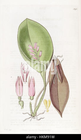 Acianthera prolifera (ehemals Pleurothallis prolifera) ist eine botanische Illustration aus Edwards' Botanik aus dem Jahr 1829. Die detailreiche Gravur zeigt die zarten Merkmale der Orchidee und unterstreicht ihre einzigartige Struktur und Schönheit in der botanischen Kunst. Stockfoto