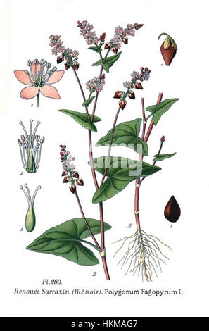 280 Polygonum Fagopyrum L Stockfoto