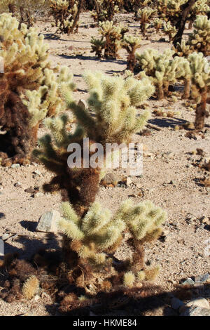 Nahaufnahme von Cholla Cactus am Cholla Cactus Garden Loop in Joshua Tree National Park, Twentynine Palms, Kalifornien, USA Stockfoto