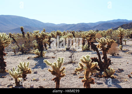 Grossflockige Cholla Kakteen am Cholla Cactus Garden Loop in Joshua Tree National Park, Twentynine Palms, Kalifornien, USA Stockfoto