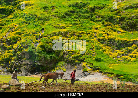 Landwirt Pflügen mit Pferd in Simien Berge, Äthiopien Stockfoto