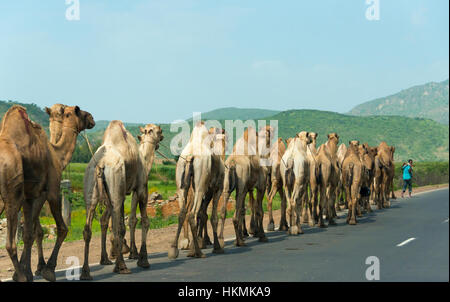 Kamel-Karawane Reisen in Simien Berge, Äthiopien Stockfoto