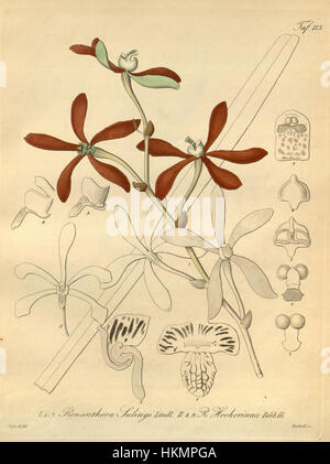 Diese botanische Illustration aus *Xenia* Band 2, Platte 113, zeigt *Armodorum sulingi* (früher *Renanthera sulingi*) und *Arachnis hookeriana* (früher *Renanthera hookeriana*). Das detaillierte Kunstwerk zeigt die einzigartigen Eigenschaften dieser Orchideen, die für das Studium von Pflanzenarten wichtig sind. Stockfoto