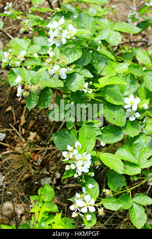 wilde Himbeeren auf den Busch mit Blumen blühen Stockfoto