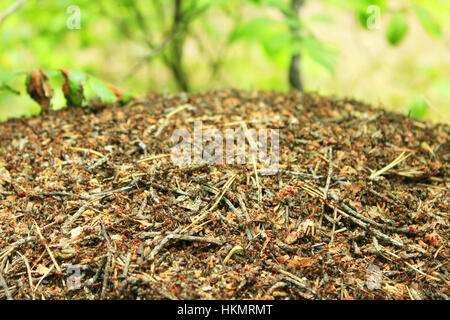 Stürmischen Leben in den großen Ameisenhaufen im Wald Stockfoto