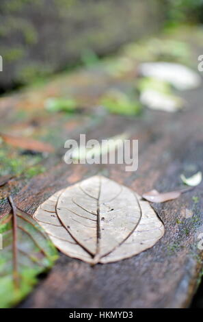 nassen leichte graue Blatt auf einer nassen Holzbank Stockfoto