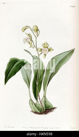 Eine Illustration von Bifrenaria racemosa, früher bekannt als Maxillaria racemosa, aus Edwards' Botanical Register (1833). Diese detaillierte botanische Abbildung zeigt die einzigartigen Merkmale der Orchideenarten. Stockfoto