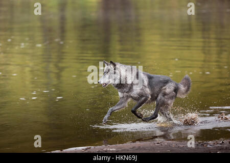 Grauer wolf Stockfoto