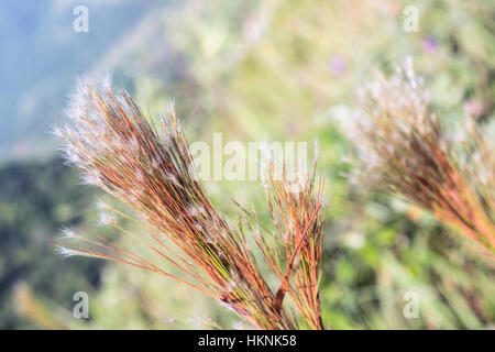 Detail der hellen orange Rasen Stockfoto