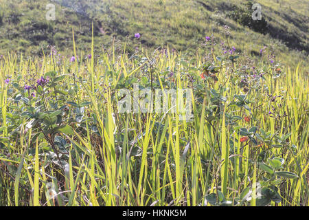 Ilhabela, Brasilien, Grass und lila Blumen auf hellem Sonnenlicht Stockfoto