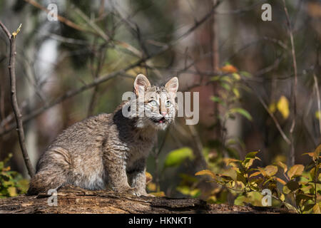 Bobcat Kätzchen im Herbst Stockfoto