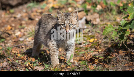 Bobcat Kätzchen im Herbst Stockfoto