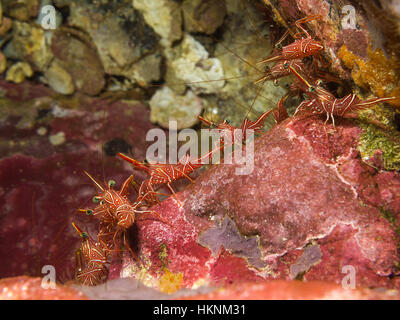 Unterwasser Foto von Camel Garnelen (Rhynchocinetes Durbanensis) Stockfoto