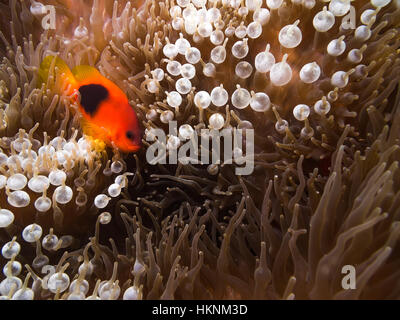 Unterwasser-Bild von roten Saddleback Anemonenfische in der Anemone Stockfoto