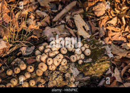 Stumpf Puffball im nördlichen Wisconsin Stockfoto