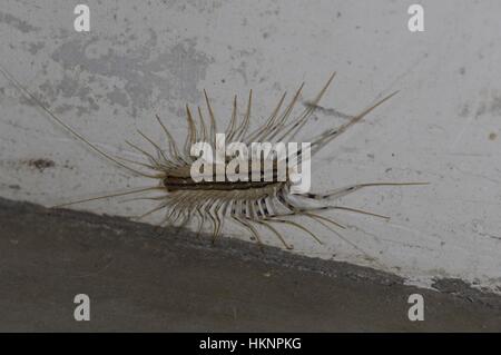 Tausendfussler Stockfoto Bild 60890667 Alamy