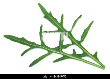 Frischer Rucola oder Rucola Blätter über weißem Hintergrund Stockfoto