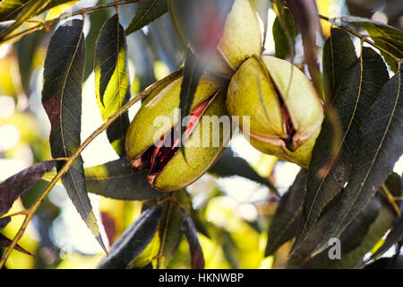 Pekannüsse wächst auf dem Baum. Close-up. Stockfoto
