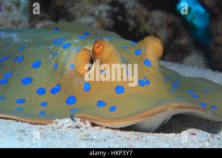Bluespotted Stingray (Taeniura Lymma) auf dem sandigen Boden des Roten Meeres Stockfoto