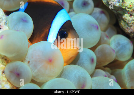 Rotes Meer Anemonenfische (Amphiprion Bicinctus) Unterwasser im tropischen Riff des Roten Meeres Stockfoto