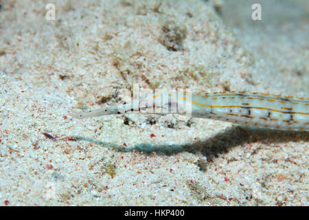 Schultz Seenadeln (Corythoichthys Schultzi) auf der Unterseite des Roten Meeres unter Wasser Stockfoto