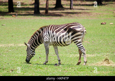 Ebenen zebra von taronga Western Plains Zoo in Dubbo. Diese Stadt Zoo wurde 1977 eröffnet und mittlerweile mehr als 97 Arten haben. Stockfoto