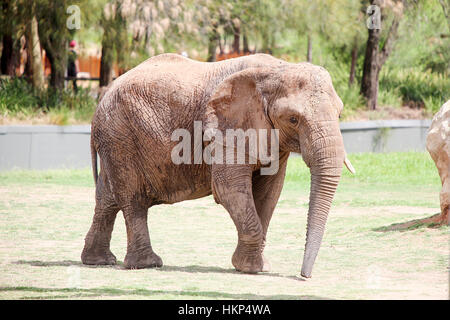 SYDNEY, Australien - 4. Januar 2017: Detail aus Taronga Zoo in Sydney. Diese Stadtzoo wurde 1916 eröffnet und jetzt haben mehr als 4000 Tiere Stockfoto