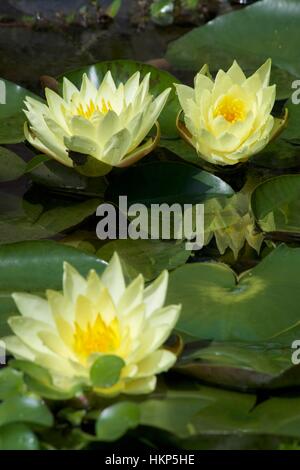 Gelbe Seerose mit grünen Blättern Stockfoto