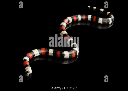 Campbells Milch Schlange, Lampropeltis Triangulum Campbelli, auf schwarzem Hintergrund isoliert Stockfoto