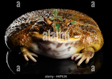 Argentinische gehörnten Frosch oder Pac-Man, Ceratophrys ornata Stockfoto