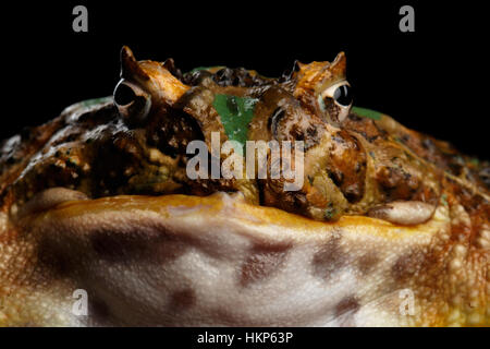 Argentinische gehörnten Frosch oder Pac-Man, Ceratophrys ornata Stockfoto