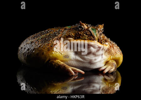 Argentinische gehörnten Frosch oder Pac-Man, Ceratophrys ornata Stockfoto