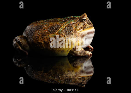 Argentinische gehörnten Frosch oder Pac-Man, Ceratophrys ornata Stockfoto