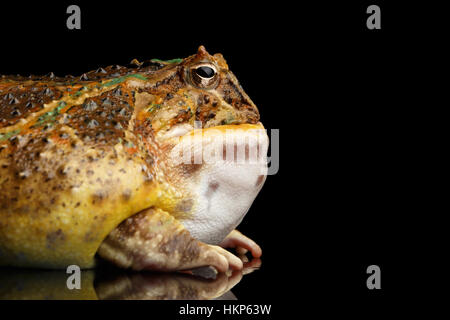 Argentinische gehörnten Frosch oder Pac-Man, Ceratophrys ornata Stockfoto