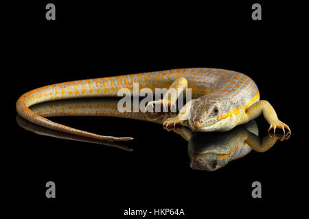 Schneiders Skink, Eumeces Schneideri auf schwarzem Hintergrund isoliert Stockfoto