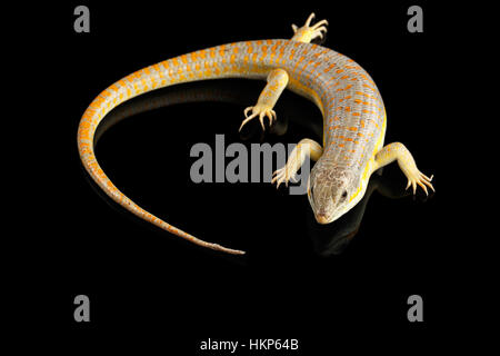 Schneiders Skink, Eumeces Schneideri auf schwarzem Hintergrund isoliert Stockfoto