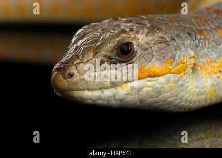 Schneiders Skink, Eumeces Schneideri auf schwarzem Hintergrund isoliert Stockfoto