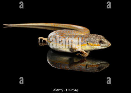 Schneiders Skink, Eumeces Schneideri auf schwarzem Hintergrund isoliert Stockfoto