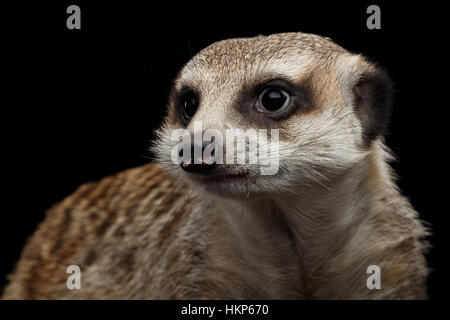 Erdmännchen auf schwarzem Hintergrund isoliert Stockfoto