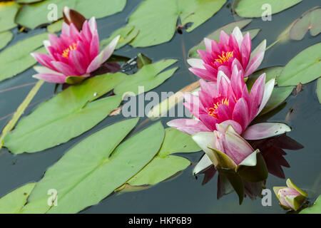 Rosa Seerosen als Hintergrund, Nahaufnahme Stockfoto