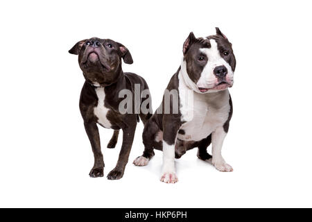 zwei Pitbull-Hunde vor einem weißen Hintergrund Stockfoto